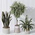 Indoor plant set 09 - Thumbnail 2