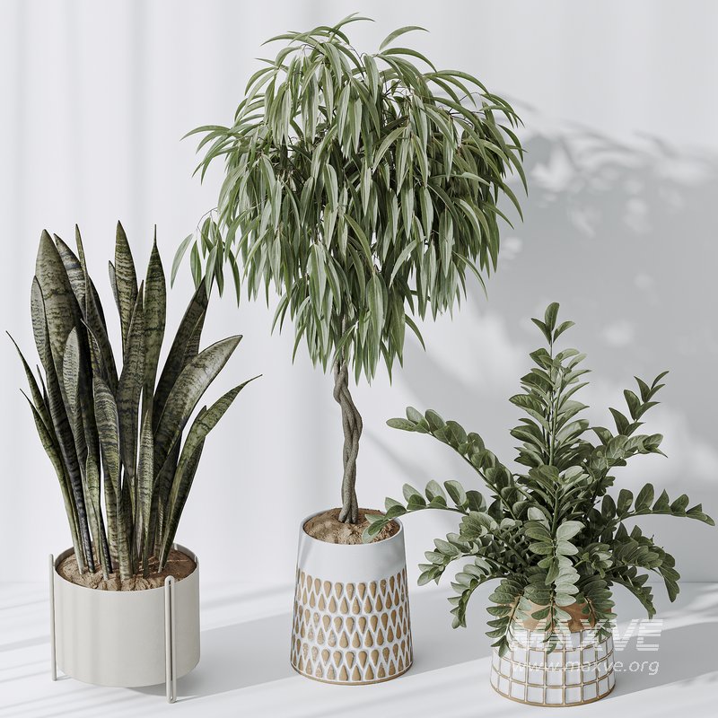 Indoor plant set 09 - Image 2