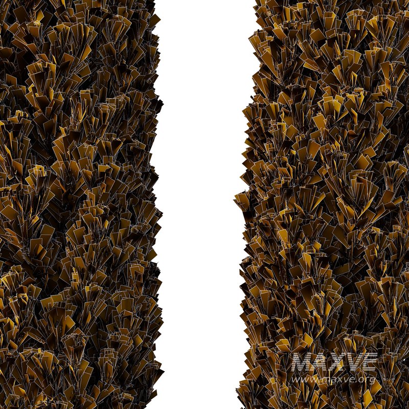 Cedrus deodara12 - Image 3