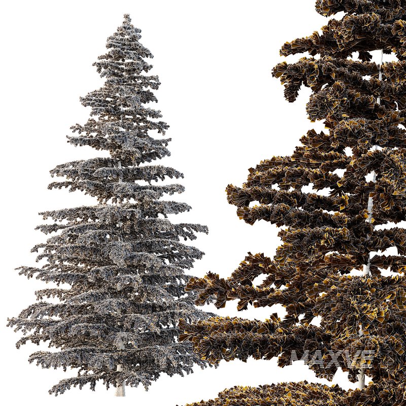 Cedrus deodara04 - Image 2