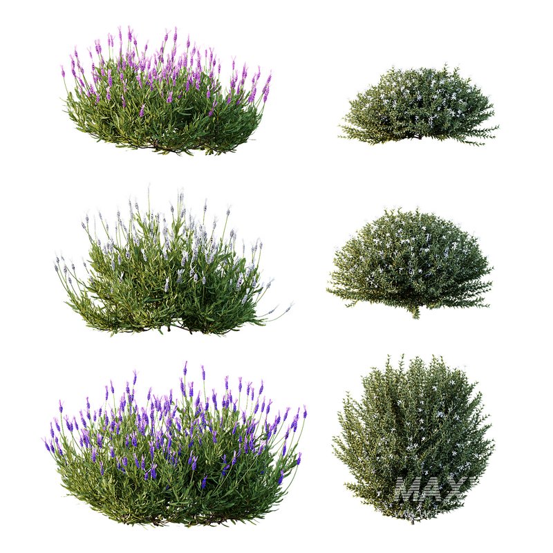 spring Flowering bush - Image 3