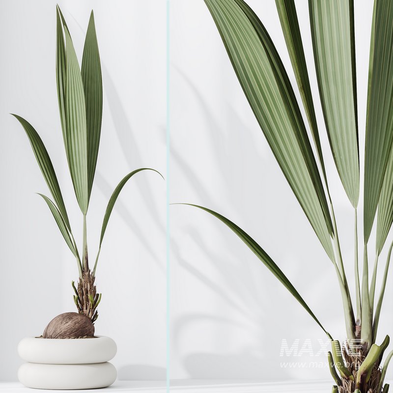 Indoor plant set 01 - Image 2