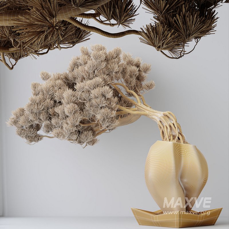 HousePlants Bonsai Pinus Pentaphylla Thunbergii06 - Image 4