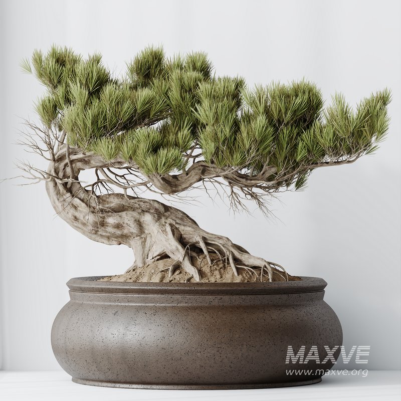 HousePlants Bonsai Pinus Pentaphylla Thunbergii09 - Image 5