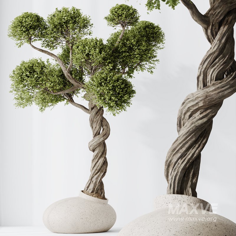 indoor plant set 13 - Image 3