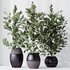 HousePlants Ficus Microcarpa Moclame Indian Laurel Set02 - Thumbnail 4