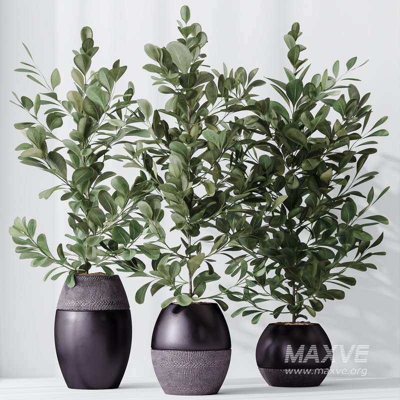 HousePlants Ficus Microcarpa Moclame Indian Laurel Set02 - Image 4