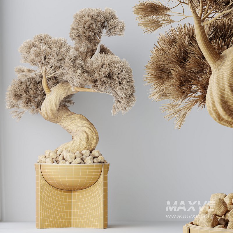 HQ HousePlants Bonsai Pinus Pentaphylla Thunbergii04 - Image 4