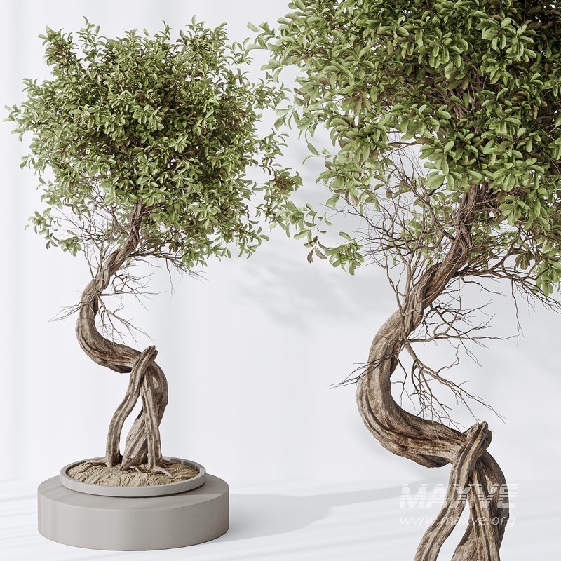 Indoor plant set 16 - Image 7