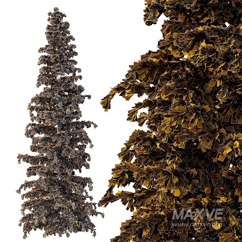 Cedrus deodara07 - Image 3