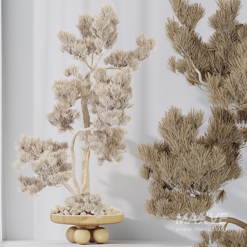 HQ HousePlants Bonsai Pinus Pentaphylla Thunbergii08 - Image 2