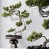 HQ HousePlants Bonsai Pinus Pentaphylla Thunbergii03 - Thumbnail 5