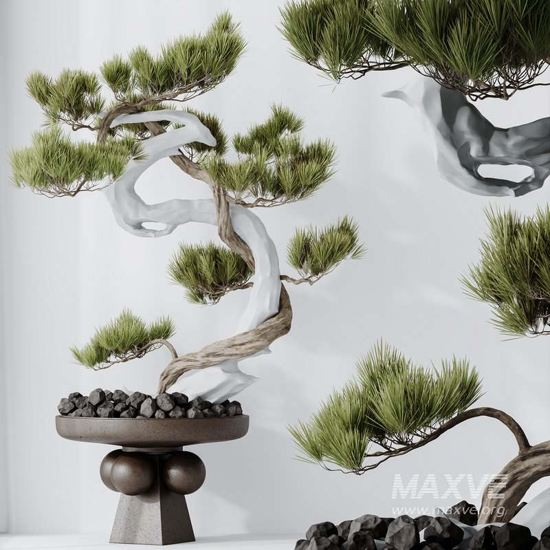 HQ HousePlants Bonsai Pinus Pentaphylla Thunbergii03 - Image 5