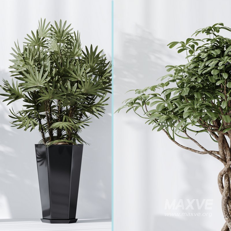 Indoor plant set 04 - Image 4