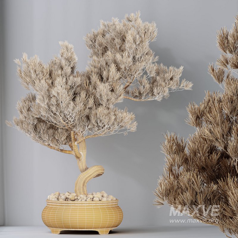 HQ HousePlants Bonsai Pinus Pentaphylla Thunbergii12 - Image 4