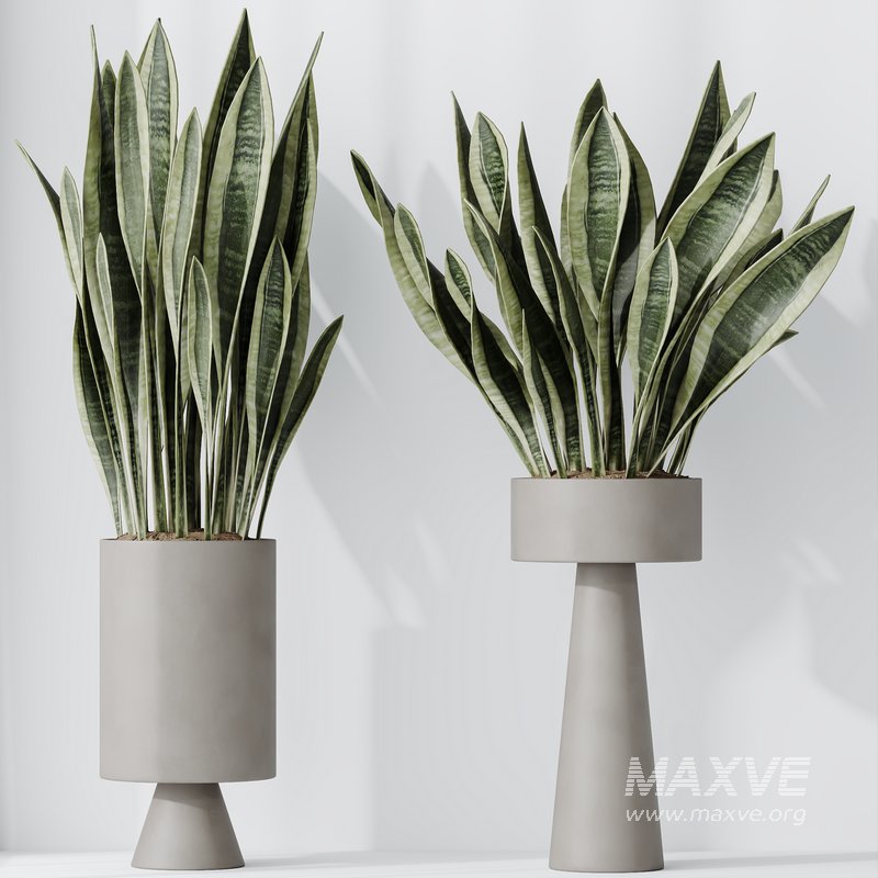 Indoor plant set 05 - Image 3