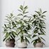 HousePlants Ficus Cyathistipula African Fig - Thumbnail 4