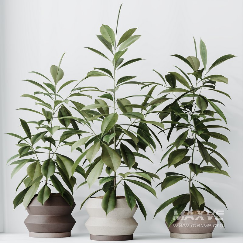 HousePlants Ficus Cyathistipula African Fig - Image 4