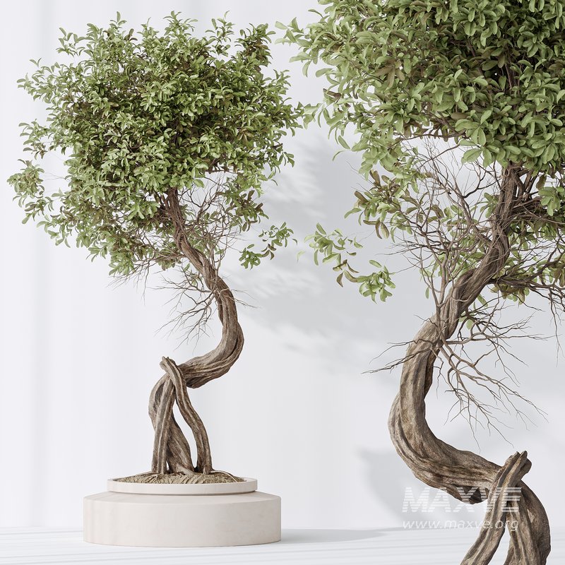 Indoor plant set 15 - Image 5