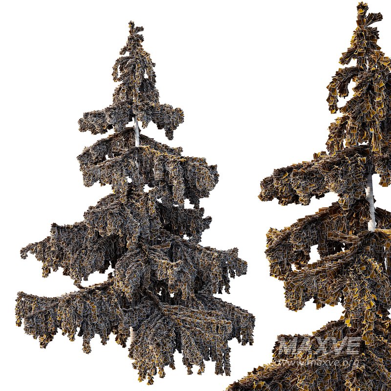 Cedrus deodara03 - Image 2