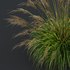 Grass 03 - Thumbnail 7