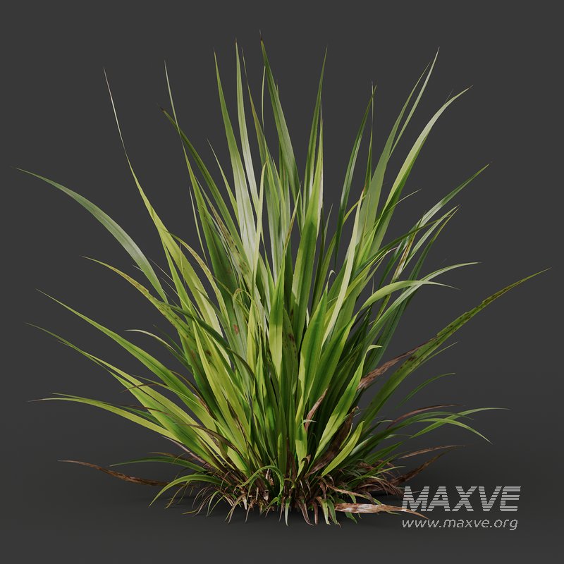Grass 02 - Image 3