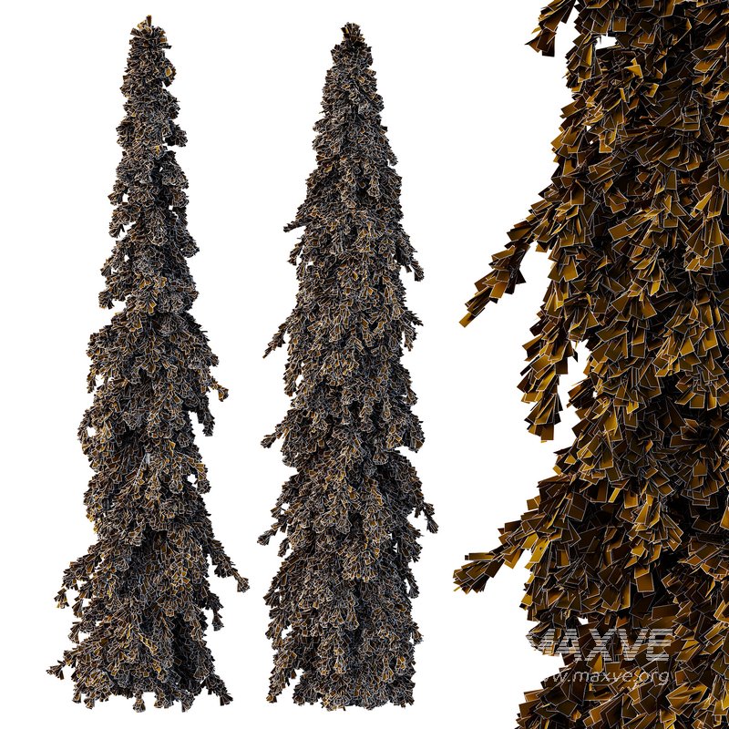 Cedrus deodara09 - Image 4