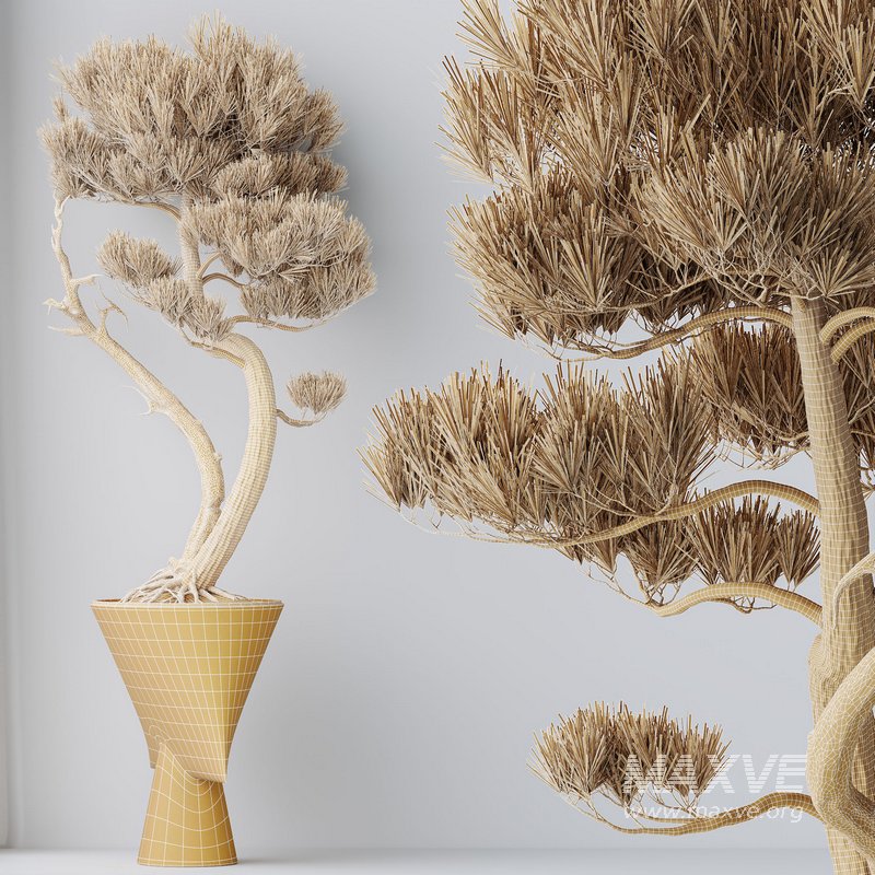 HQ HousePlants Bonsai Pinus Pentaphylla Thunbergii05 - Image 3