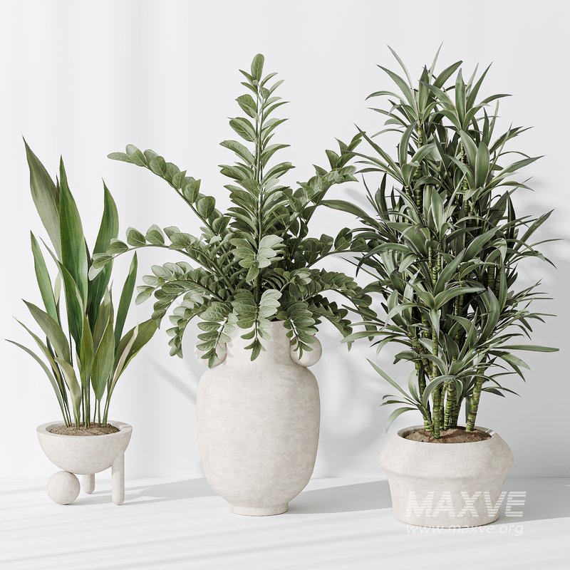 Indoor plant set 21 - Image 3