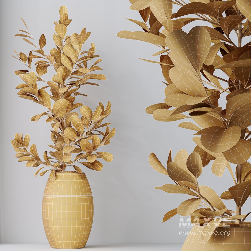 HousePlants Ficus Microcarpa Moclame Indian Laurel Set02 - Image 5