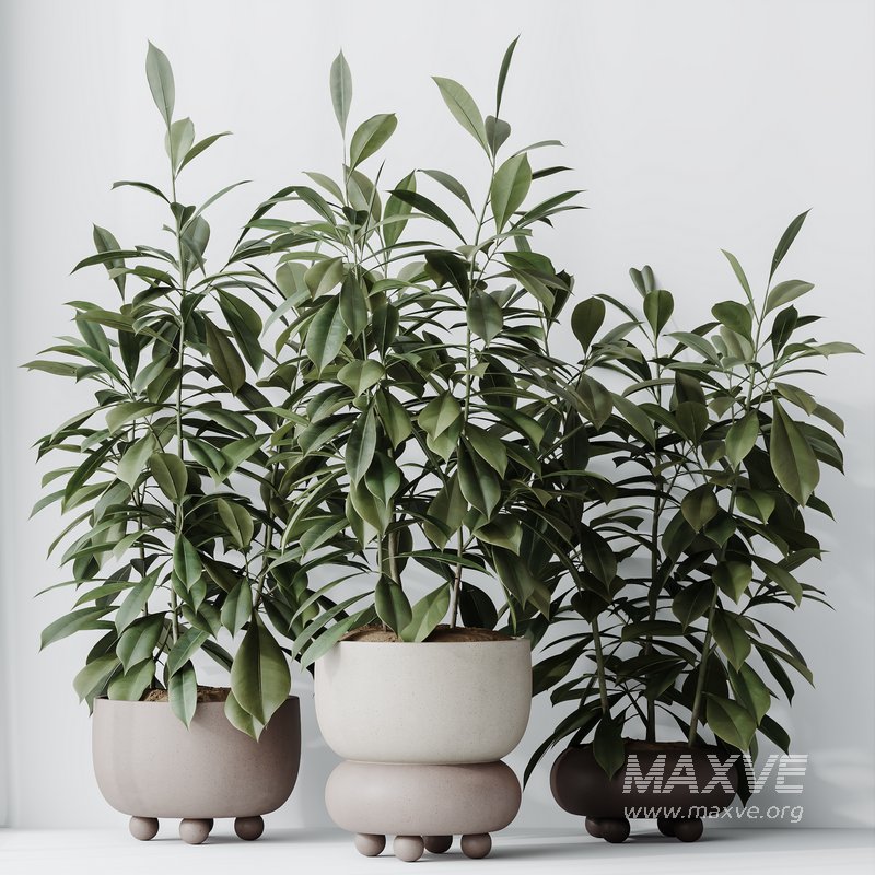 HQ HousePlants Ficus Cyathistipula African Fig Set02 - Image 5