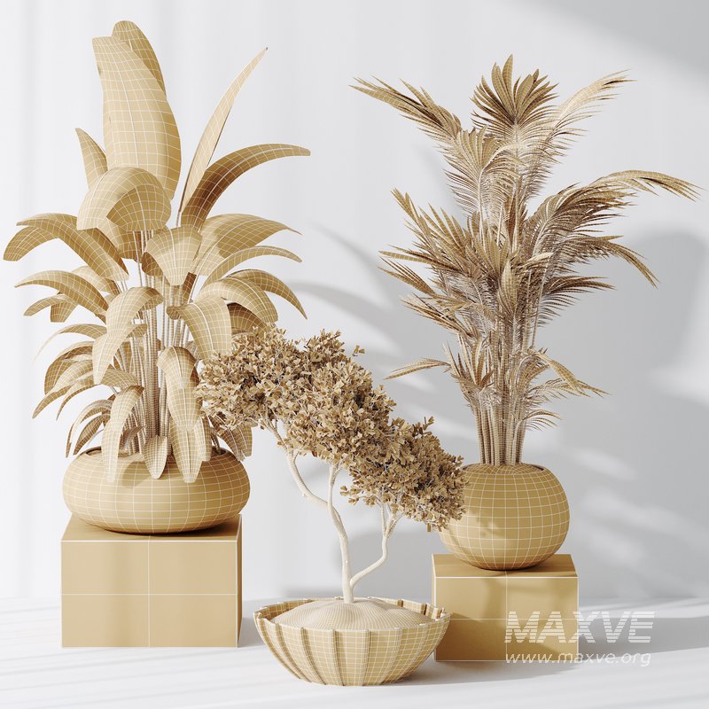 Indoor plant set 10 - Image 5