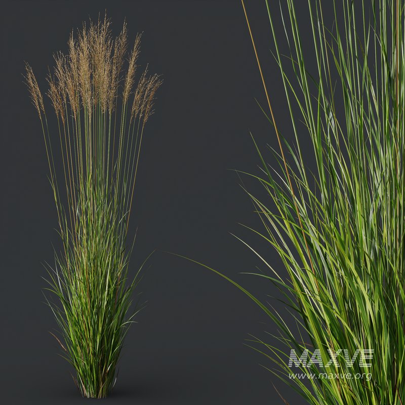 Grass 02 - Image 5
