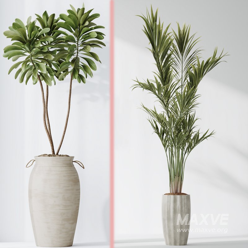 Indoor plant set 03 - Image 4