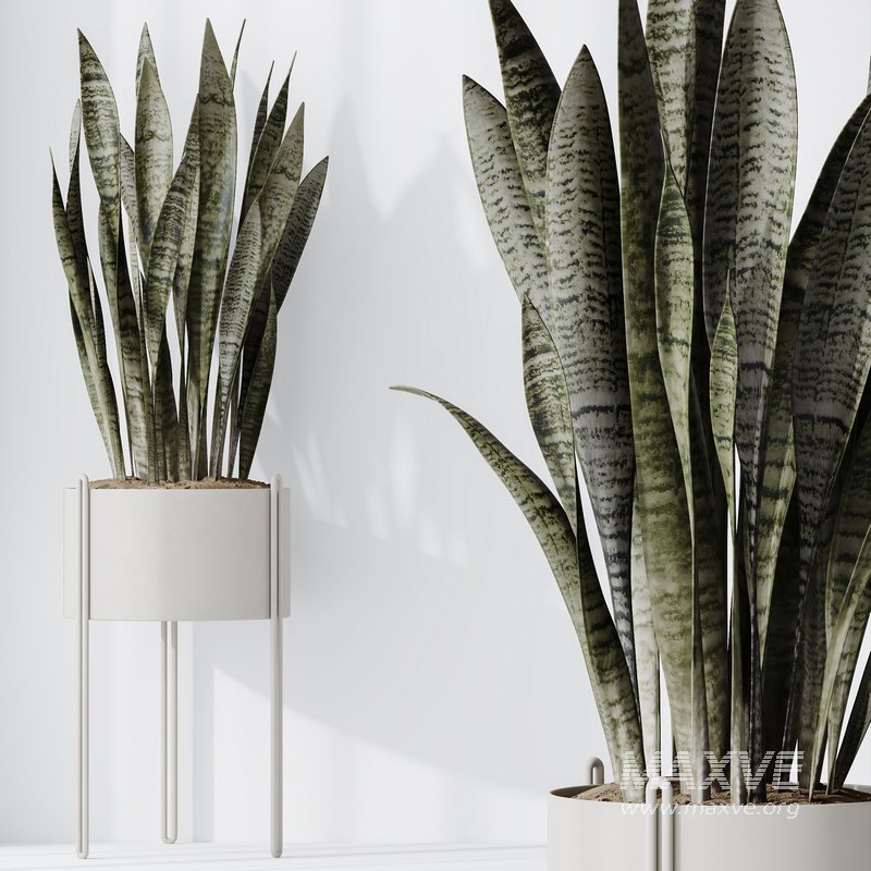 Indoor plant set 09 - Image 5