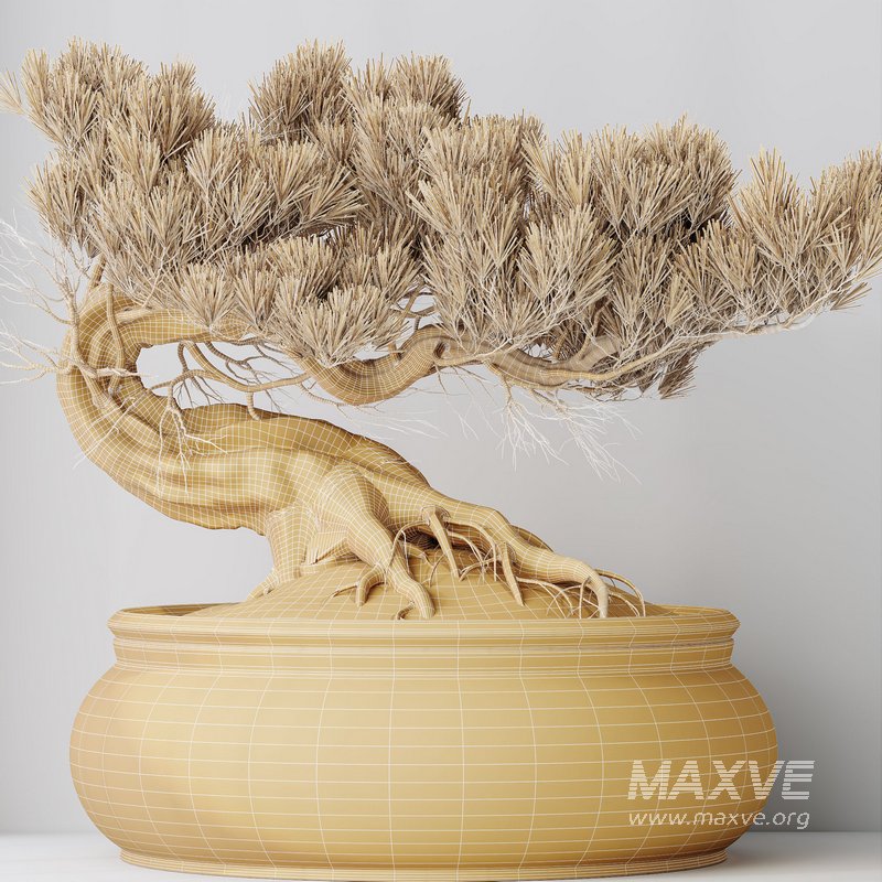 HousePlants Bonsai Pinus Pentaphylla Thunbergii09 - Image 3