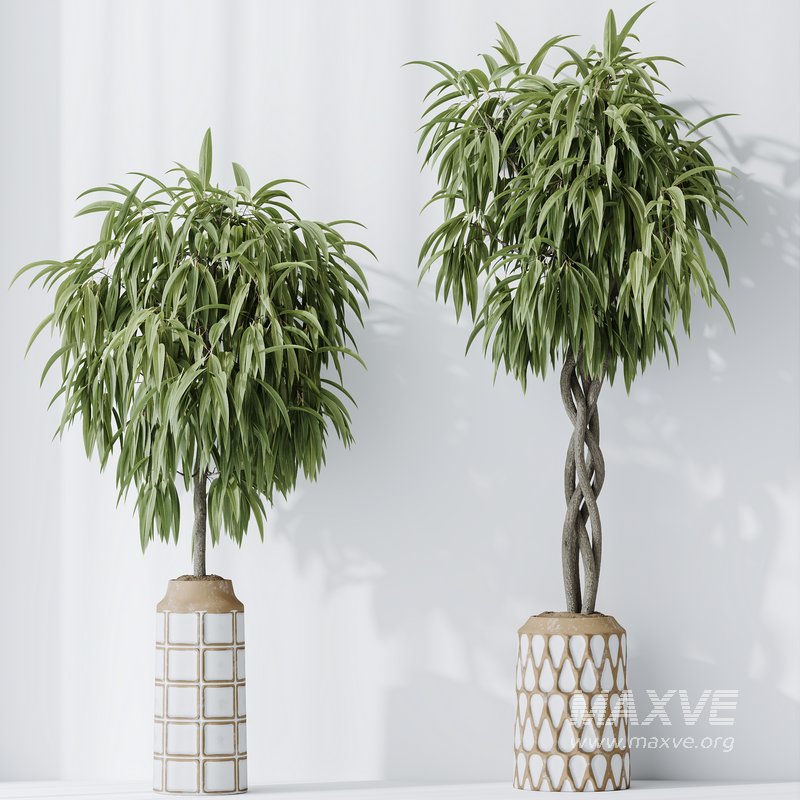 Indoor plant set 01 - Image 6