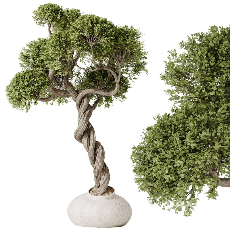 indoor plant set 13 - Image 5