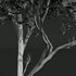 Acer Pseudoplatanus - Thumbnail 3