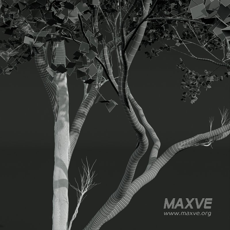 Acer Pseudoplatanus - Image 3