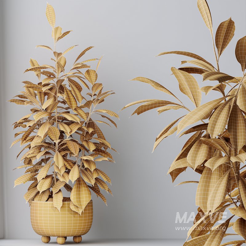 HQ HousePlants Ficus Cyathistipula African Fig Set02 - Image 6