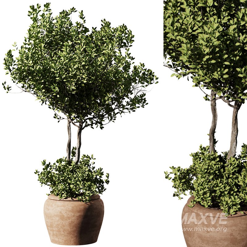 Outdoor Plant Set58 – olive in pot - Image 1