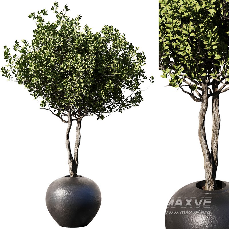 Indoor Plant Set57 – Olive pot - Image 1