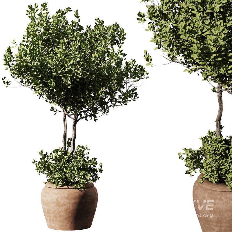 Outdoor Plant Set58 – olive in pot - Image 2