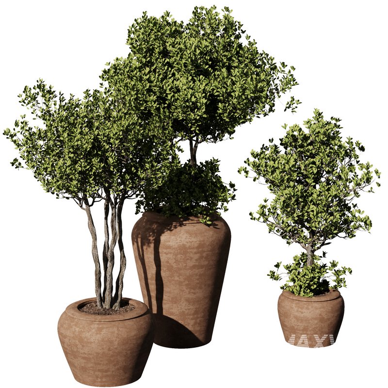 Indoor Plant Set55 – Olive in pot - Image 2