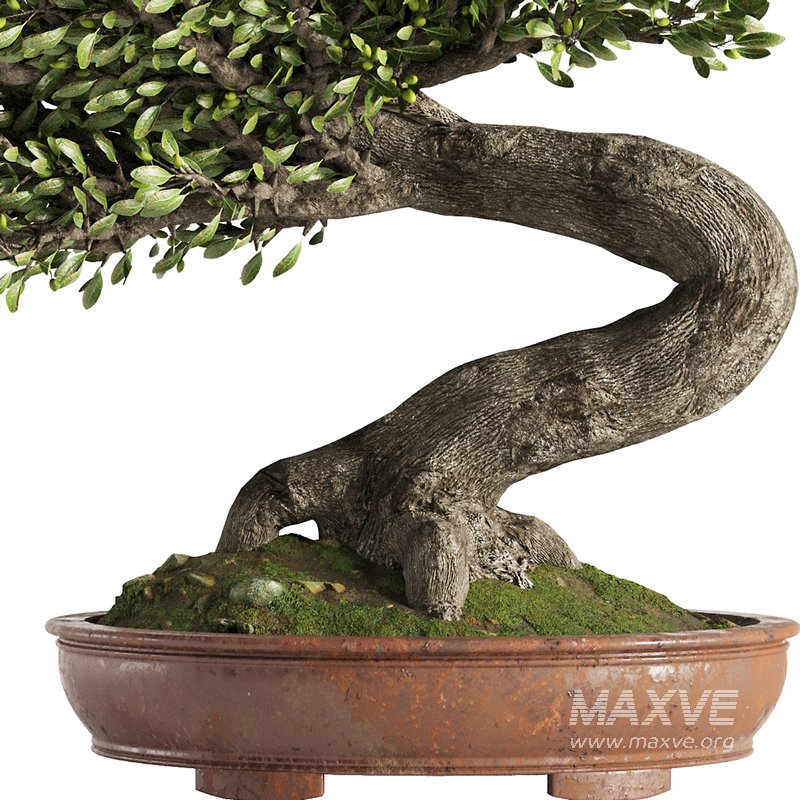 Bonsai Tree set6 - Image 3