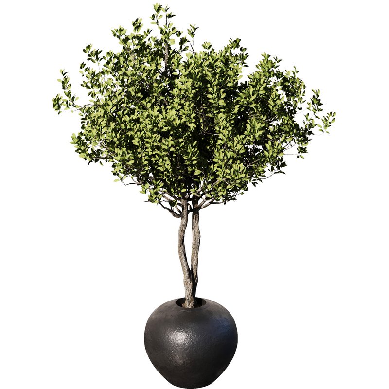 Indoor Plant Set57 – Olive pot - Image 2
