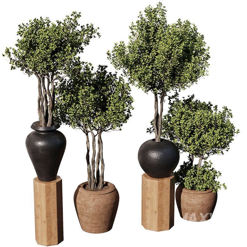 Indoor Plant Set56 – olive in old pot - Image 6