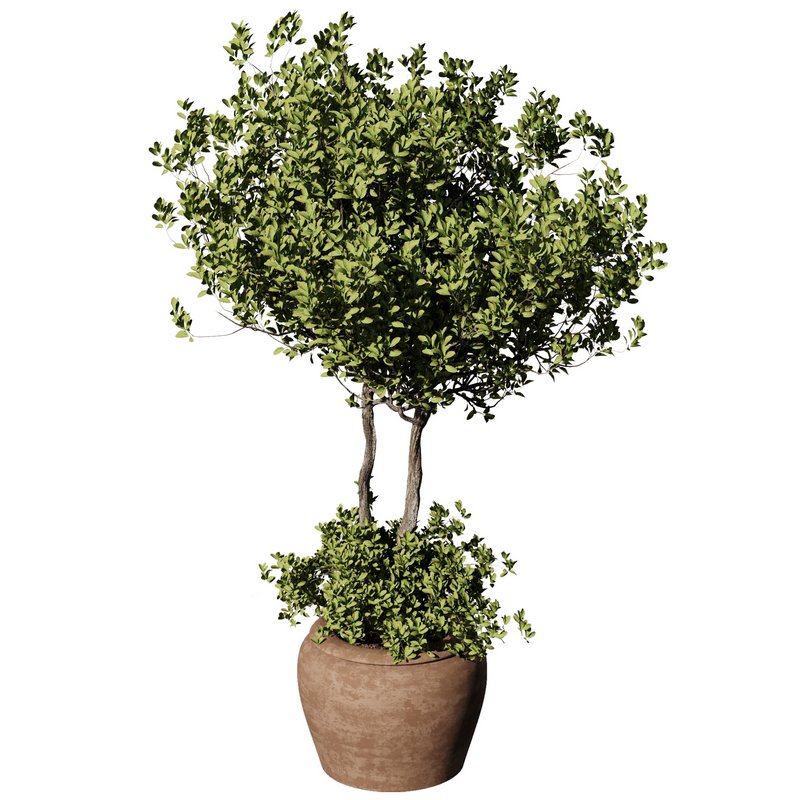 Outdoor Plant Set58 – olive in pot - Image 3