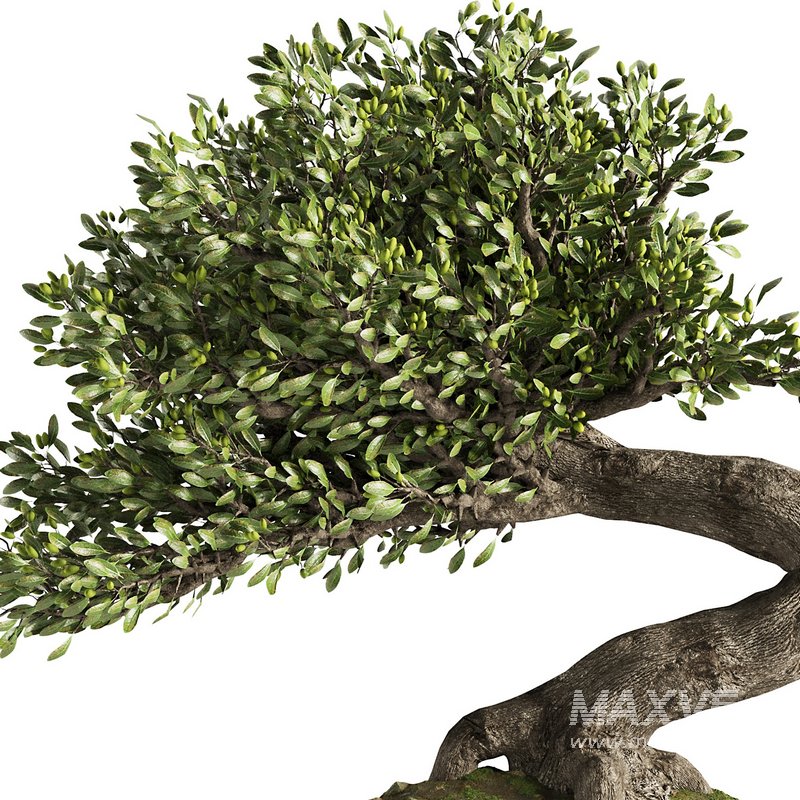 Bonsai Tree set6 - Image 2